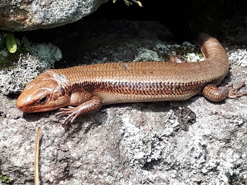 Japanese five-lined skink