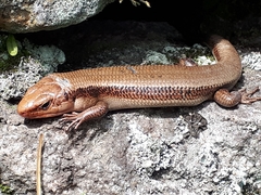 Plestiodon finitimus