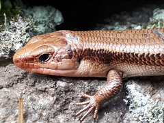 Plestiodon finitimus