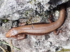 Plestiodon finitimus