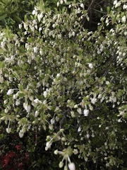 Enkianthus perulatus