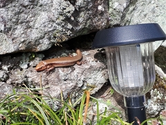 Plestiodon finitimus