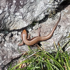 Plestiodon finitimus