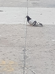 Columba livia domestica