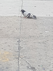 Columba livia domestica