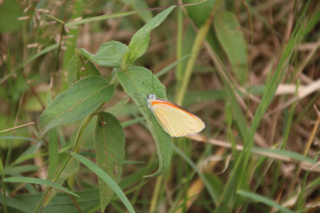 Marsh Dotted Border