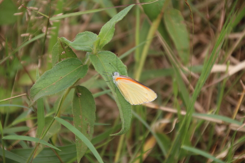 Marsh Dotted Border
