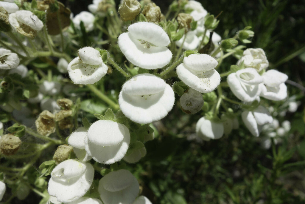 Calceolaria nitida