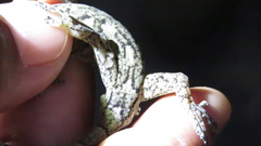 Gekko guishanicus