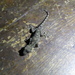 Guishan Island Gecko - Photo (c) Max Hsieh(雁子), some rights reserved (CC BY-NC), uploaded by Max Hsieh(雁子)