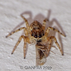 Menemerus semilimbatus