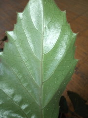Tetrastigma voinierianum