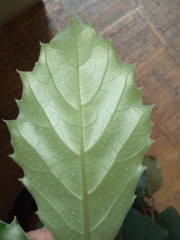 Tetrastigma voinierianum