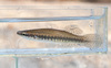 Blackspotted Topminnow - Photo (c) Koaw Nature, some rights reserved (CC BY-NC), uploaded by Koaw Nature