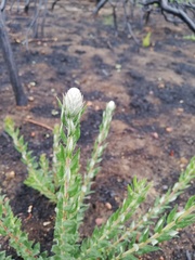 Phylica spicata spicata