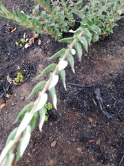 Phylica spicata spicata