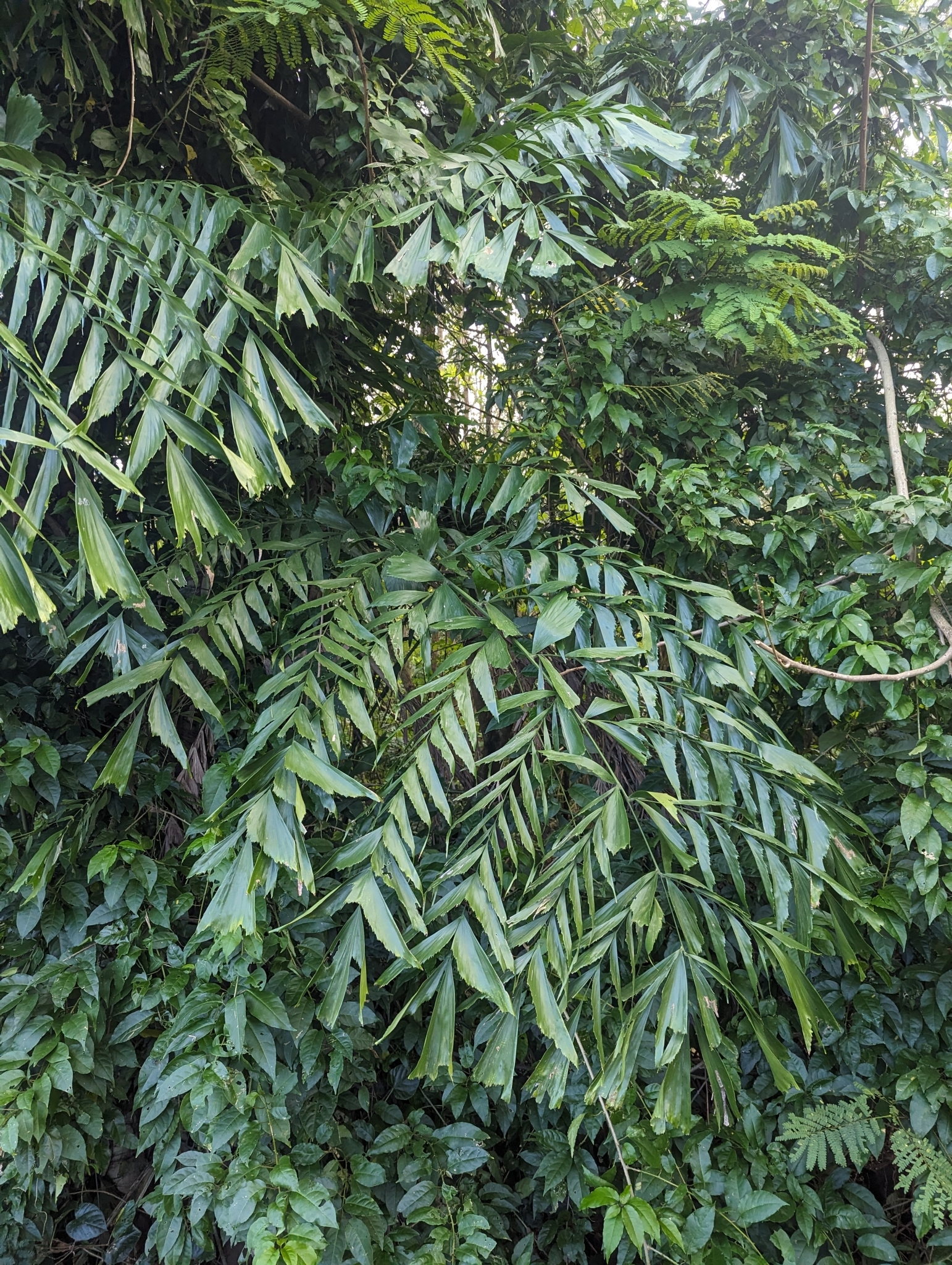 Imagem de Palmeira-rabo-de-peixe