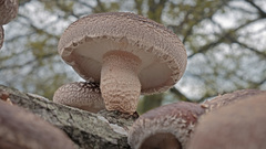 Lentinula edodes