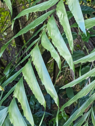 Foto de Palmeira-rabo-de-peixe