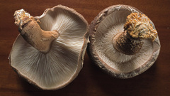 Lentinula edodes