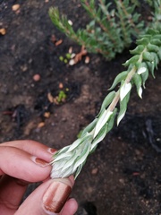 Phylica spicata spicata