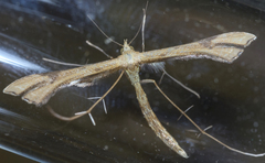 Paraplatyptilia