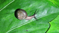 Satsuma sphaeroconus