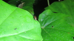 Gallerucida singularis