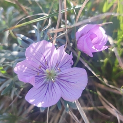 Geranium argenteum, photograph author not stated, no rights reserved
