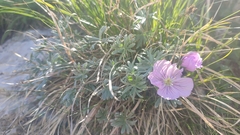 Geranium argenteum, photograph author not stated, no rights reserved