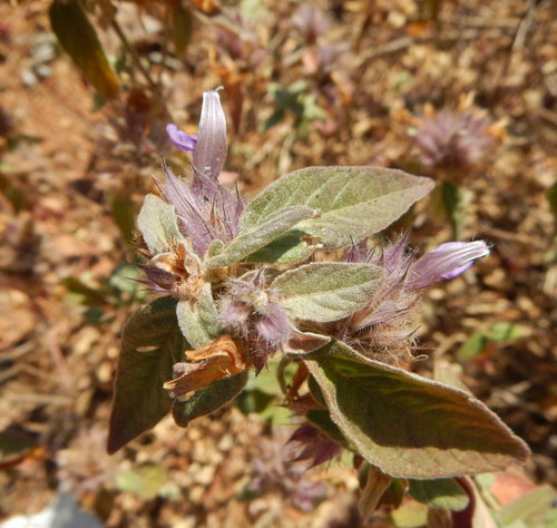 Lepidagathis scariosa
