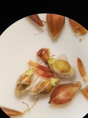 Rhynchospora pineticola