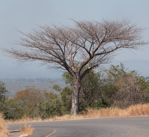 African baobab