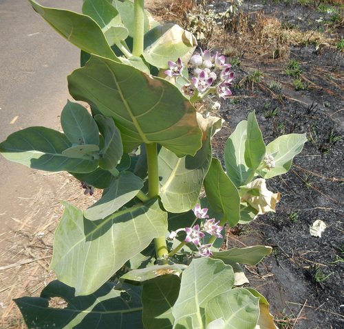 giant milkweed