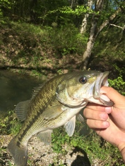 Micropterus henshalli
