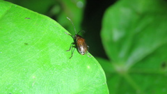 Gallerucida singularis