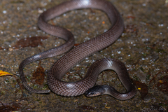 Dark-Headed Sabah Groundsnake photo 2