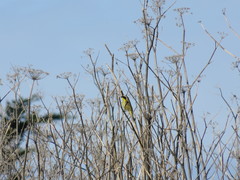 Geothlypis trichas sinuosa