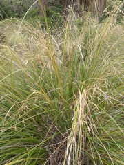 Chionochloa rigida rigida