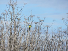 Geothlypis trichas sinuosa