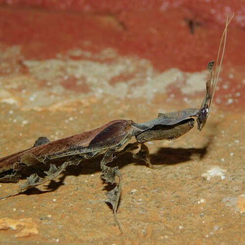 Photo of Common Ghost Mantis (Phyllocrania paradoxa)