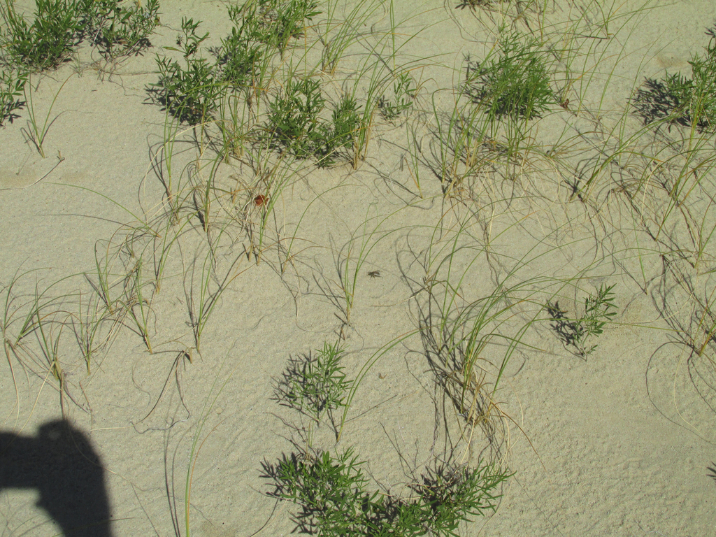 Lichnanthe brusti in July 2023 by Mathew L. Brust. Being described as a