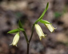 Uvularia puberula