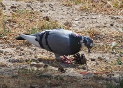 Columba livia domestica