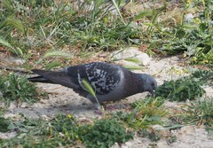 Columba livia domestica