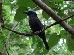 Purple-Winged Roller photo 2