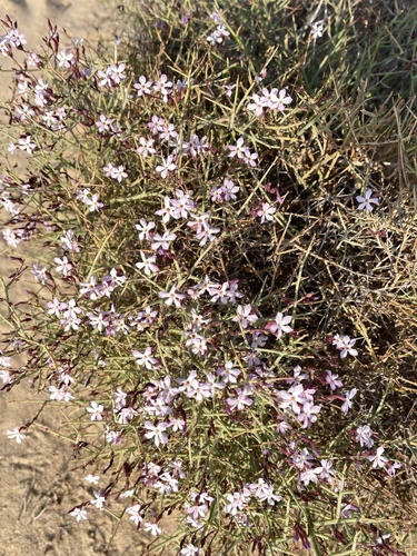 Campylanthus pungens