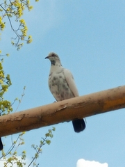 Columba livia domestica