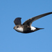 White-throated Swift - Photo (c) Tom Mills, some rights reserved (CC BY-NC), uploaded by Tom Mills