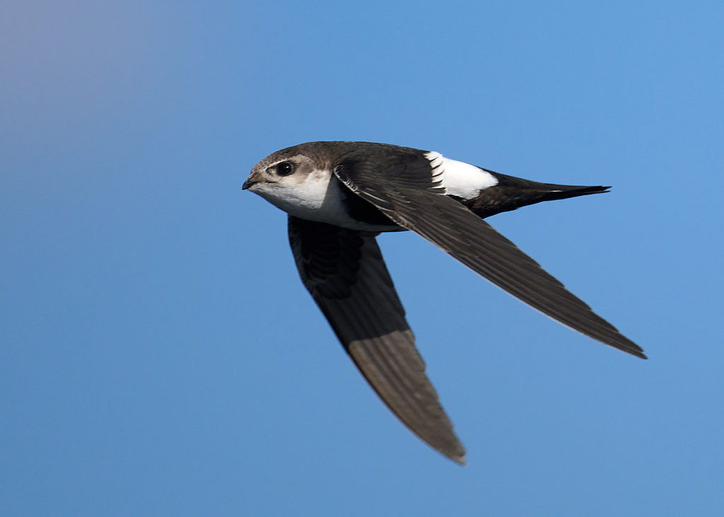 Swifts